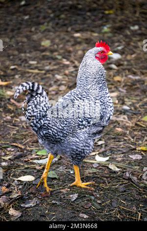 Un poulet moutley gris-blanc se promène dans une ferme du village. Banque D'Images