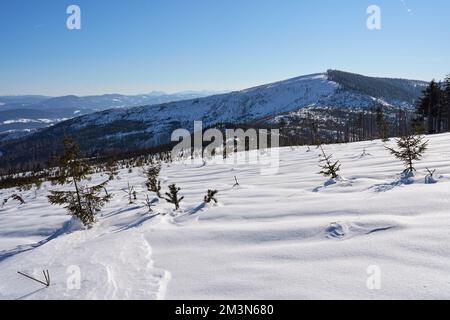 Pic de White Barania Gora, 1 220 mètres à Silesian Beskid sur european Bialy Krzyz en Pologne, ciel bleu clair en 2022 jour d'hiver ensoleillé le février. Banque D'Images