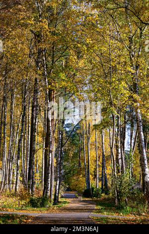 Automne doré dans un bosquet de bouleau. Troncs blancs à feuillage jaune vif. Banque D'Images