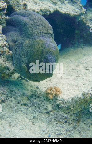 Une grande anguille moray avec de grandes dents acérées se cachant dans le récif de corail coloré dans la mer Rouge en Égypte. Plongée sous-marine photographie sous-marine Banque D'Images