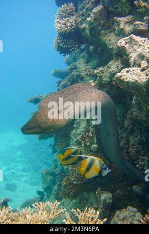 Une grande anguille moray avec de grandes dents acérées se cachant dans le récif de corail coloré dans la mer Rouge en Égypte. Plongée sous-marine photographie sous-marine Banque D'Images