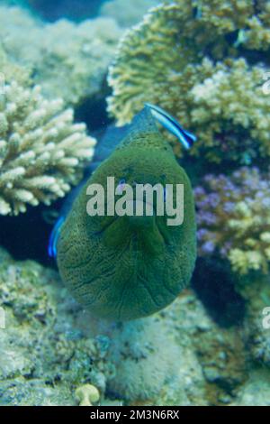 Une grande anguille moray avec de grandes dents acérées se cachant dans le récif de corail coloré dans la mer Rouge en Égypte. Plongée sous-marine photographie sous-marine Banque D'Images