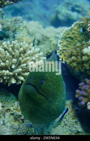 Une grande anguille moray avec de grandes dents acérées se cachant dans le récif de corail coloré dans la mer Rouge en Égypte. Plongée sous-marine photographie sous-marine Banque D'Images