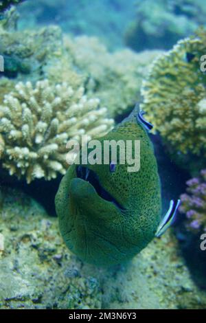 Une grande anguille moray avec de grandes dents acérées se cachant dans le récif de corail coloré dans la mer Rouge en Égypte. Plongée sous-marine photographie sous-marine Banque D'Images