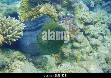 Une grande anguille moray avec de grandes dents acérées se cachant dans le récif de corail coloré dans la mer Rouge en Égypte. Plongée sous-marine photographie sous-marine Banque D'Images