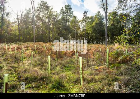 Planter des arbres, de jeunes arbres qui poussent dans une glade de bois ou une forêt. Reboisement et environnement, Angleterre, Royaume-Uni Banque D'Images