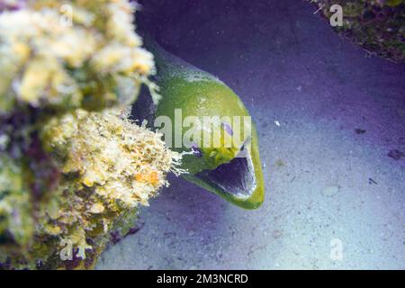 Une grande anguille moray avec de grandes dents acérées se cachant dans le récif de corail coloré dans la mer Rouge en Égypte. Plongée sous-marine photographie sous-marine Banque D'Images