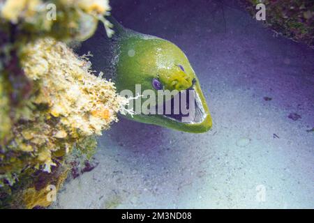 Une grande anguille moray avec de grandes dents acérées se cachant dans le récif de corail coloré dans la mer Rouge en Égypte. Plongée sous-marine photographie sous-marine Banque D'Images