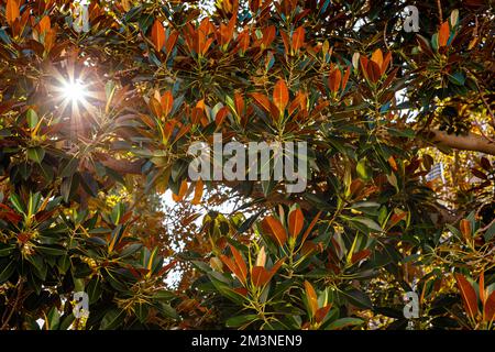 Rayons de soleil traversant les feuilles des arbres. Ficus benghalensis à Windhoek, Namibie. Banque D'Images
