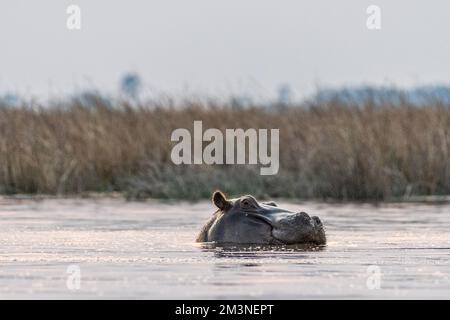 Photo à faible perspective d'un hippopotame partiellement submergé, Hippopotamus amphibius, flottant dans le delta d'Okavango pendant l'heure d'or. Banque D'Images