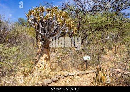 Nature de la Namibie. Différents types d'arbres et d'arbustes trouvés en Namibie. Espèces trouvées seulement dans le climat rigoureux du désert. Namibie. Afrique. Banque D'Images