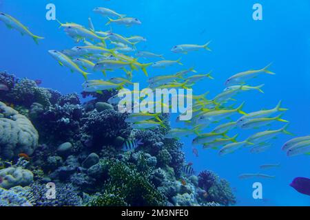 Magnifique poisson de chèvre, poisson de chèvre natation dans la mer Rouge en Egypte. Eau bleue. Détendu, Hurghada, Charm El Sheikh, Animal, plongée sous-marine, Océan, Sous l'eau Banque D'Images