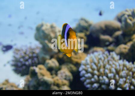 Magnifique poisson-clownfish Nemo de trouver Nemo dans l'anémone dans l'eau chaude tropicale de la mer Rouge à Hurghada, Egypte. Plongée sous-marine sous l'océan Banque D'Images