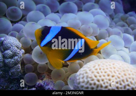 Magnifique poisson-clownfish Nemo de trouver Nemo dans l'anémone dans l'eau chaude tropicale de la mer Rouge à Hurghada, Egypte. Plongée sous-marine sous l'océan Banque D'Images