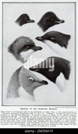 Zoologie des régions antarctiques dessinée par le Dr Wilson Banque D'Images