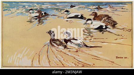 L'Eider et les canards à queue longue nagent au large de l'île Sainte, sur la côte de Northumberland. Date: 1955 Banque D'Images