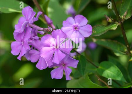 Phlox paniculata 'Blue Paradise', phlox vivace 'Blue Paradise' fleurs vivaces, bleu-violet aux yeux foncés Banque D'Images