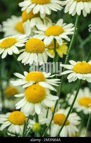 Anthemis tinctoria E.C. Buxton, Anthemis E C Buxton, Anthemis Mme E. C. Buxton, Anthemis tinctoria variété de Buxton, vivace, jaune citron solitaire Banque D'Images