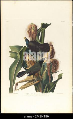 Gris violet ou corbeau commun blackbird : Quiscalus veriscolor. Vieill. Homme, 1 ans Femme, 2 ans Maïs ou maïs indien. Lea Mays. c.1 v.1 planche 7 , oiseaux, maïs, râle commun. The Birds of America- tiré des dessins originaux de John James Audubon Banque D'Images