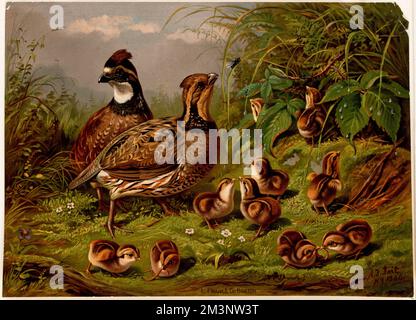 Quail , Quails. Collection Louis Prang & Company Banque D'Images