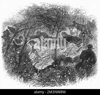 Au cours de la réunion de l'Association britannique à Birmingham, une excursion a été faite au Wrekin, une colline d'intérêt géologique dans le Shropshire. Le parti est montré ici en train de se battre à travers un bois emmêlé qui a ralenti leurs progrès. Date : septembre 1865 Banque D'Images