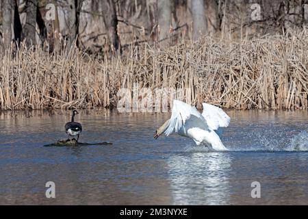 Un cygne muet attaque une oie de venir à proximité de son nid. Banque D'Images