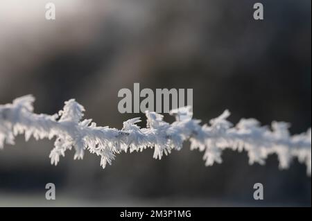 Gros plan sur du givre sur un barbwire. Hiver, décembre. Gel à plumes. Banque D'Images