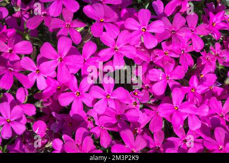 Phlox douglasii 'Crackerjack' Banque D'Images