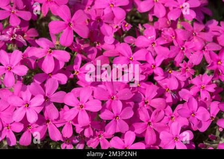 Phlox douglasii 'Crackerjack' Blooming, gros plan, fleurs, rampant, Phloxes Banque D'Images