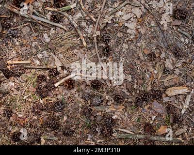 Plancher forestier avec des cônes de pin, des feuilles et de petites branches comme arrière-plan Banque D'Images