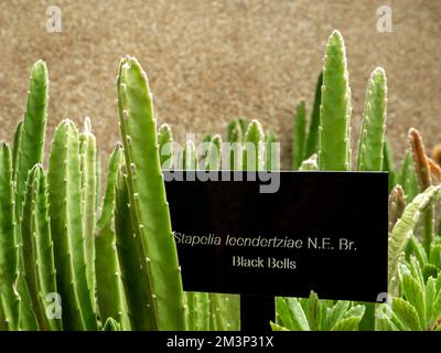 Étiquette de plante avec des cloches noires de plante succulente Banque D'Images