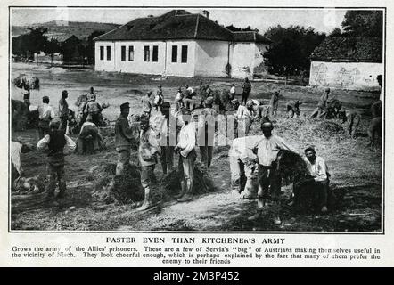 Prisonniers de guerre autrichiens au travail dans un domaine à NIS (ou Nish, ou Nisch), en Serbie, aux premiers stades de la première Guerre mondiale. Date : septembre 1914 Banque D'Images