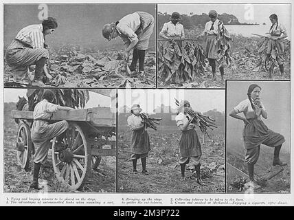 Femmes travaillant dans une ferme de tabac, Norfolk, WW1 Banque D'Images