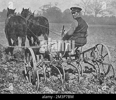 Soldat britannique travaillant sur la terre, WW1 Banque D'Images