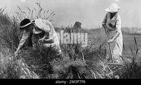 Le terrain de golf de guerre - les travailleuses qui tenaient une colline de sable couverte et courbée au terrain de golf Sandy Lodge à Northwood où les femmes et les garçons fournissaient la plus grande partie du travail. Date: 1916 Banque D'Images