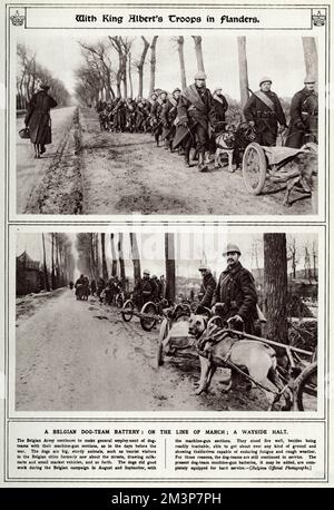 La campagne belge en août et septembre 1916 de la première Guerre mondiale a vu les troupes belges utiliser de gros chiens robustes pour tirer des charrettes d'artillerie, elles ont bien résisté au feu, en plus d'être facilement tractables, capables de se déplacer sur n'importe quel type de terrain et de se montrer capables de supporter la fatigue et les intempéries. Les chiens étaient autrefois vus tirer des charrettes à lait dans les rues de Belgique. Date: 1916 Banque D'Images