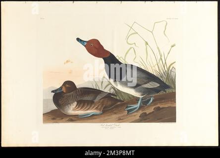 Canard à tête rouge : Fuligula ferina, steph. Homme, 1 ans Femme, 2 ans c.1 v.4 planche 322 , Canards, oiseau de tête rouge. The Birds of America- tiré des dessins originaux de John James Audubon Banque D'Images