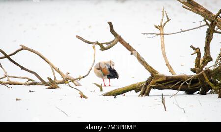 Oie égyptienne, Alopochen aegyptiaca sur un étang gelé et couvert de neige, oiseaux en hiver Banque D'Images