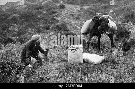 Collecte de mousse de sphaigne pour les pansements, Dartmoor, WW1 Banque D'Images