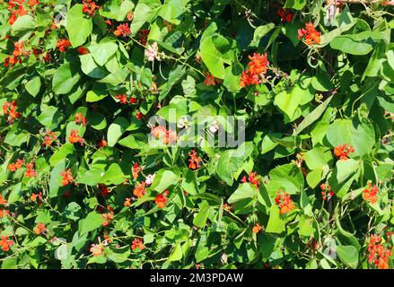 Fleurs rouges en haricot ou en forme de haricot polaire. Banque D'Images
