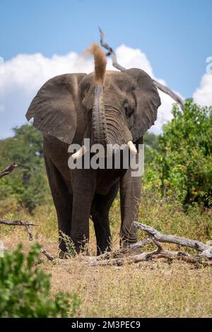 L'éléphant d'Afrique se dresse au-dessus de sable soufflé de rondins Banque D'Images