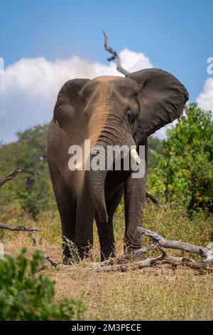 L'éléphant d'Afrique se dresse au-dessus de la terre de l'écureuil en rond Banque D'Images