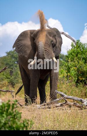 L'éléphant d'Afrique se dresse au-dessus de sable de lancers de grumes Banque D'Images