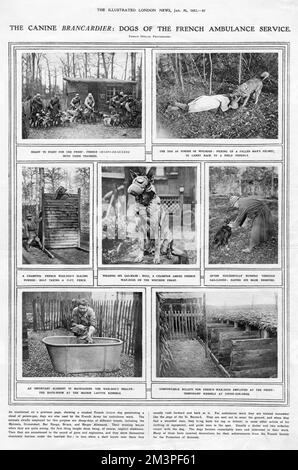 Page de The Illustrated London News montrant le travail des chiens de guerre français avec le service d'ambulance qui ont été formés pour trouver des hommes blessés sur le champ de bataille et ramener un casque d'homme tombé. D'autres photos montrent les chiens avec leurs entraîneurs, mettant à l'échelle une clôture de 10 pieds et portant des masques à gaz. Les deux dernières photos montrent les soins pris au-dessus des chiens. Dans un cas, le chien reçoit un bain à la Maison Lafitte Kennels et dans un autre, les confortables "billettes" sont photographiés. Date: 1917 Banque D'Images