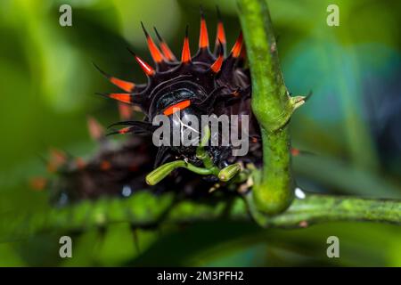 APPAREIL PHOTO NUMÉRIQUE OLYMPUS Banque D'Images