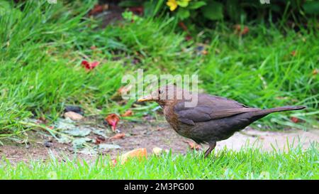 Le commun Blackbird (Turdus merula) une femme à la recherche de nourriture dans un jardin. Banque D'Images