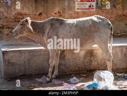 Vache atteinte d'une maladie de la peau grumeleuse, Rajasthan, Nawalgarh, Inde Banque D'Images