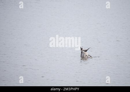 Anas acuta drake, homme, dabbling seul sur le lac. ROYAUME-UNI. Banque D'Images