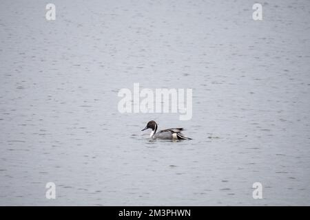 Anas acuta drake, homme, seul sur le lac. ROYAUME-UNI. Banque D'Images