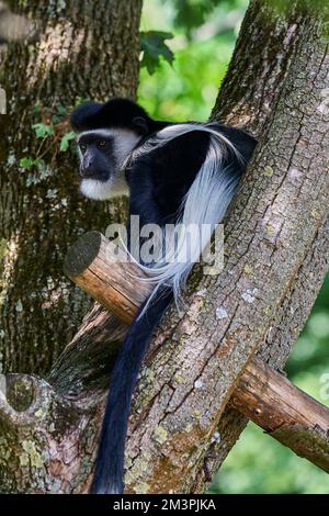 Muenster, Allemagne - 07 30 2022: Singe colobus noir et blanc assis haut dans un arbre dans son enceinte vivant en captivité Banque D'Images